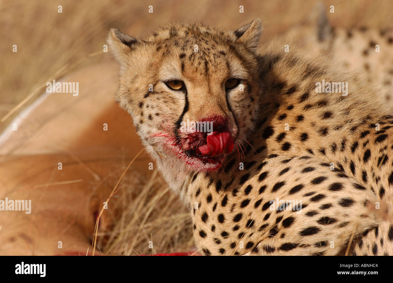 Cheetah with blood on face and tongue Masaii Mara Kenya Stock Photo - Alamy