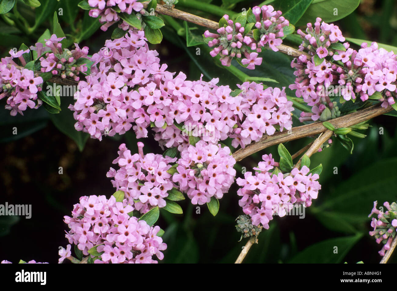 Buddleia alternifolia Stock Photo - Alamy