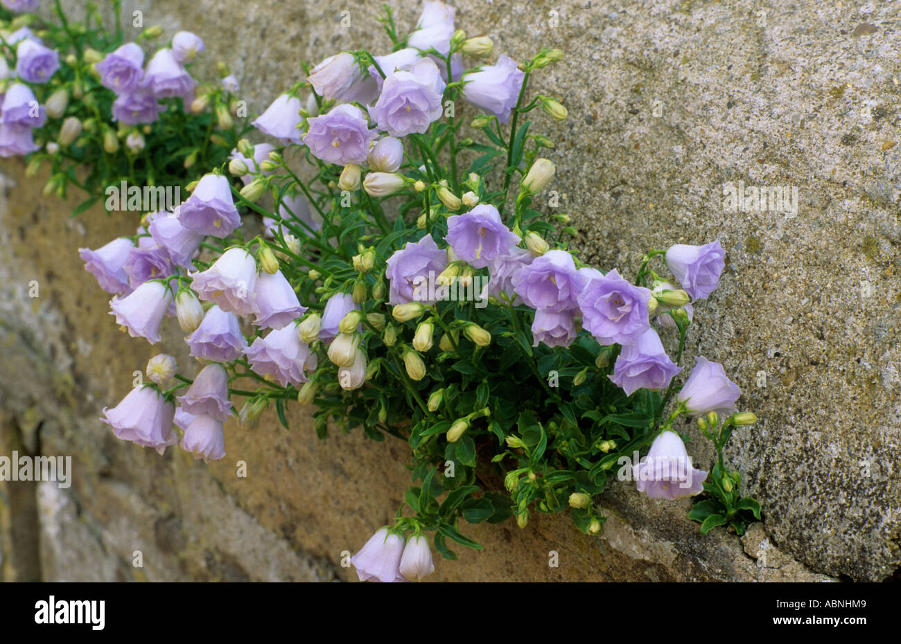 Campanula cochleariifolia Elizabeth Oliver growing in wall crevice Stock Photo