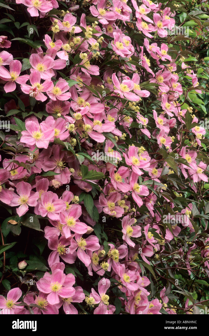 Clematis montana var. rubens, pink flower, climbing plant, climber Stock Photo