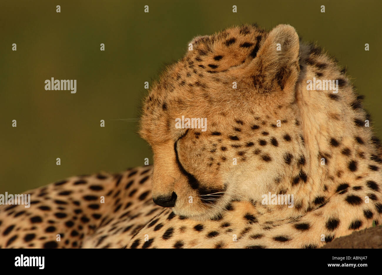 Cheetah asleep close up Masaii Mara Kenya Stock Photo Alamy