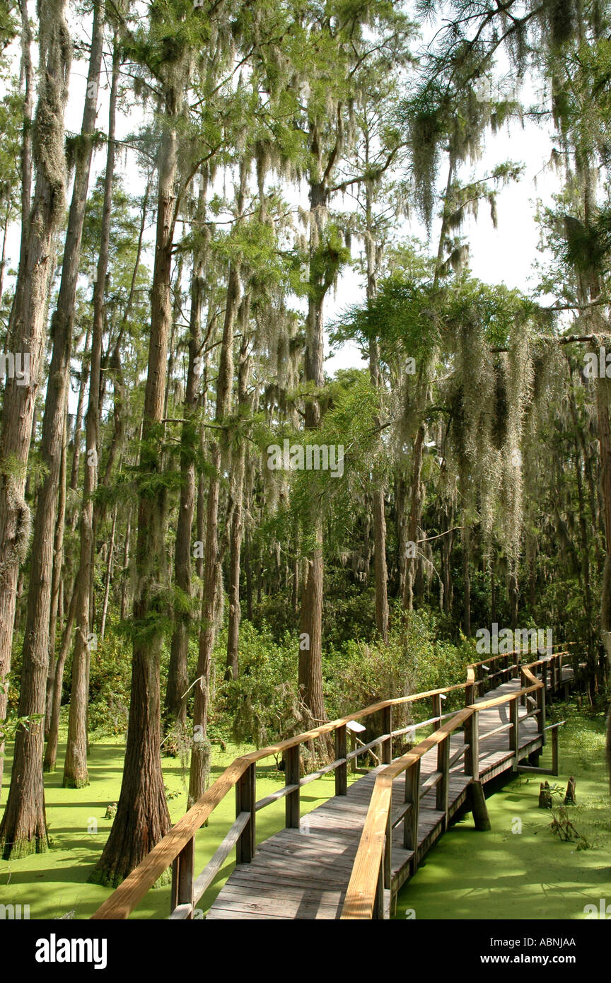 Tarpon Springs Florida Innisbrook Resort Nature Trail through Cypress Swamp Duckweed in pond Stock Photo