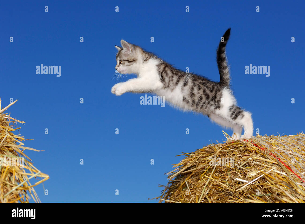 Kitten Jumping Stock Photo