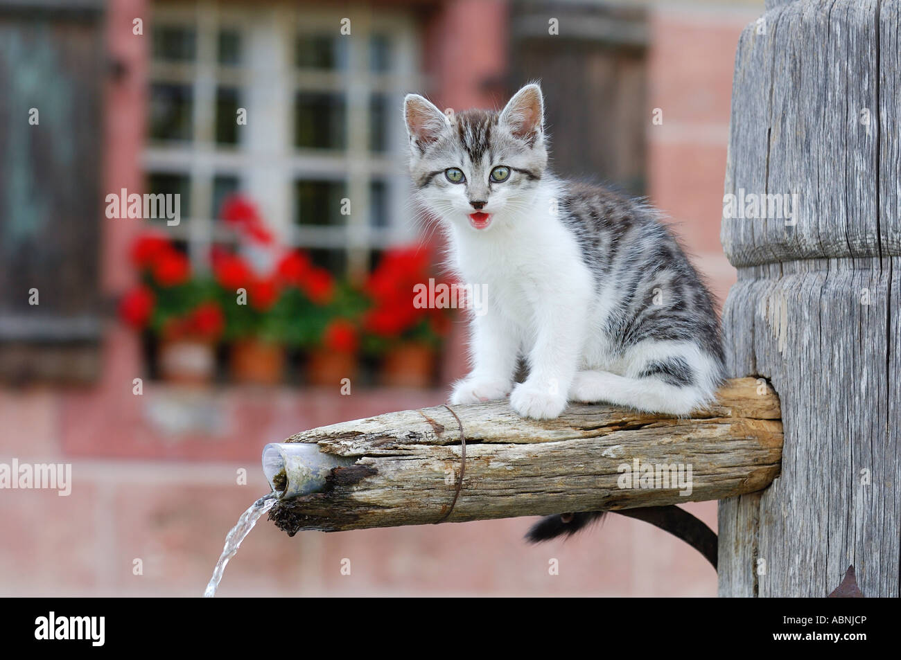 Kitten on Water Fountain Stock Photo
