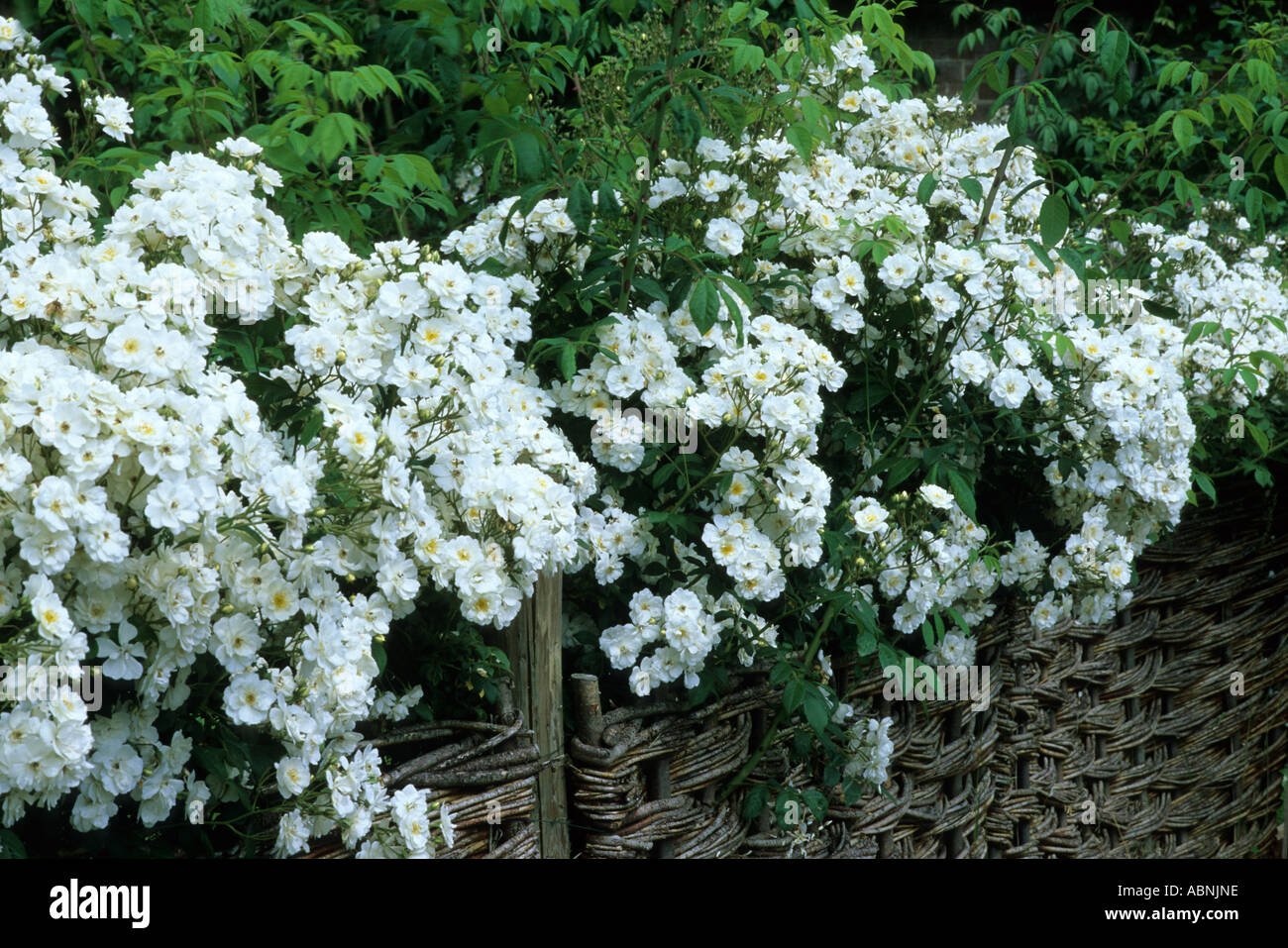Rumbling Rector Róza Rosa Rambling Rector wattle fencing Stock Photo - Alamy