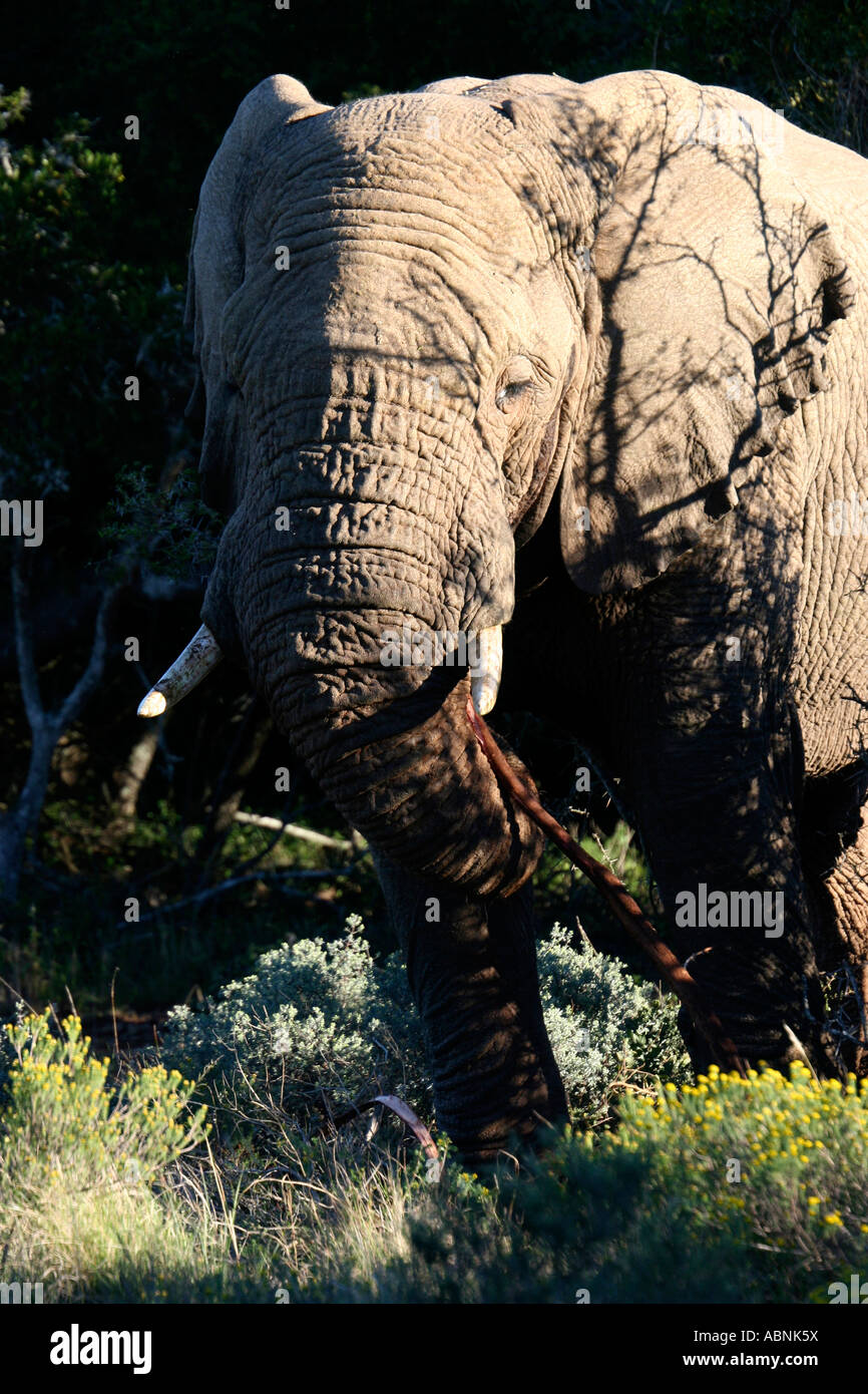 African Elephant, Loxodonta africana, using trunk to feed, Cape, S. Africa Stock Photo