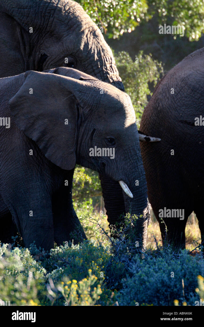 African Elephant, Loxodonta africana, walking together, Cape, S. Africa Stock Photo