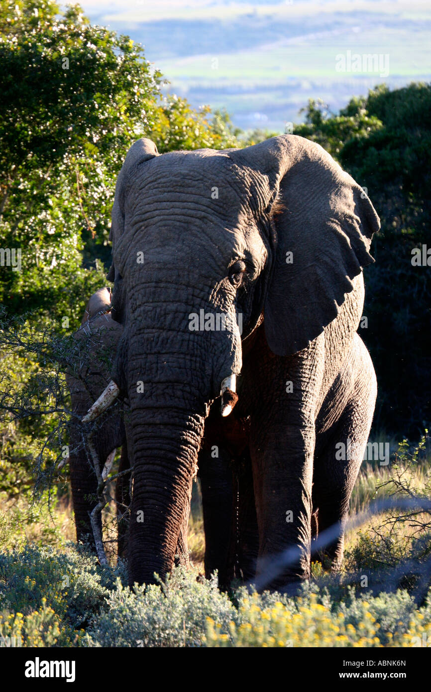 African Elephant, Loxodonta africana, closeup of face and trunk, Cape, S. Africa Stock Photo