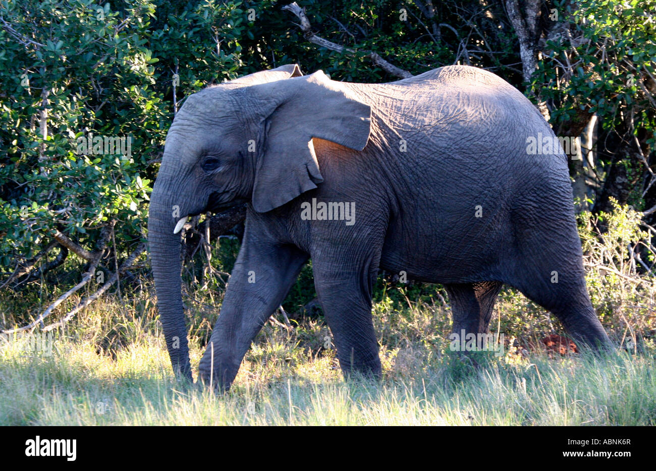 African Elephant, Loxodonta africana, walking through bushveld, Cape, S. Africa Stock Photo