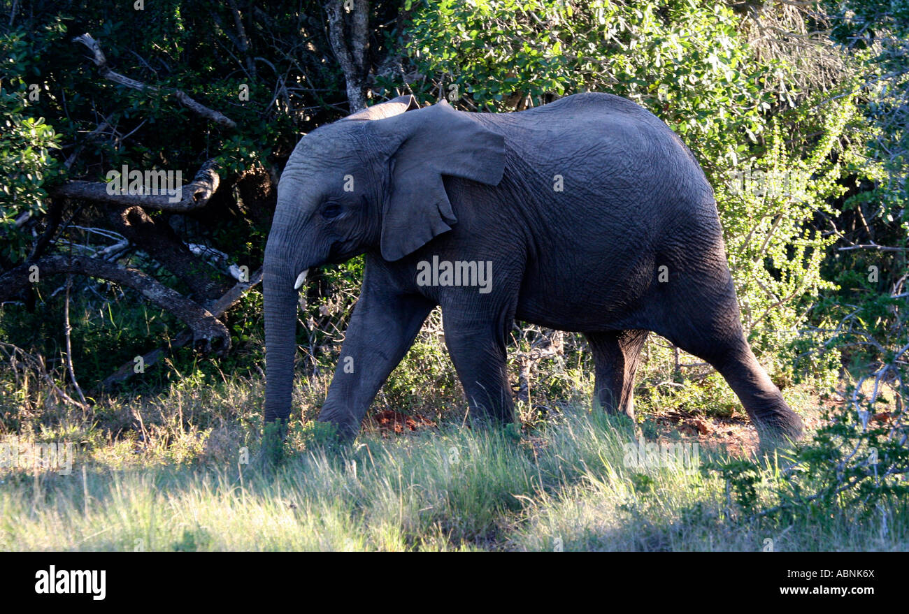 African Elephant, Loxodonta africana, walking through savanna, Cape, S. Africa Stock Photo