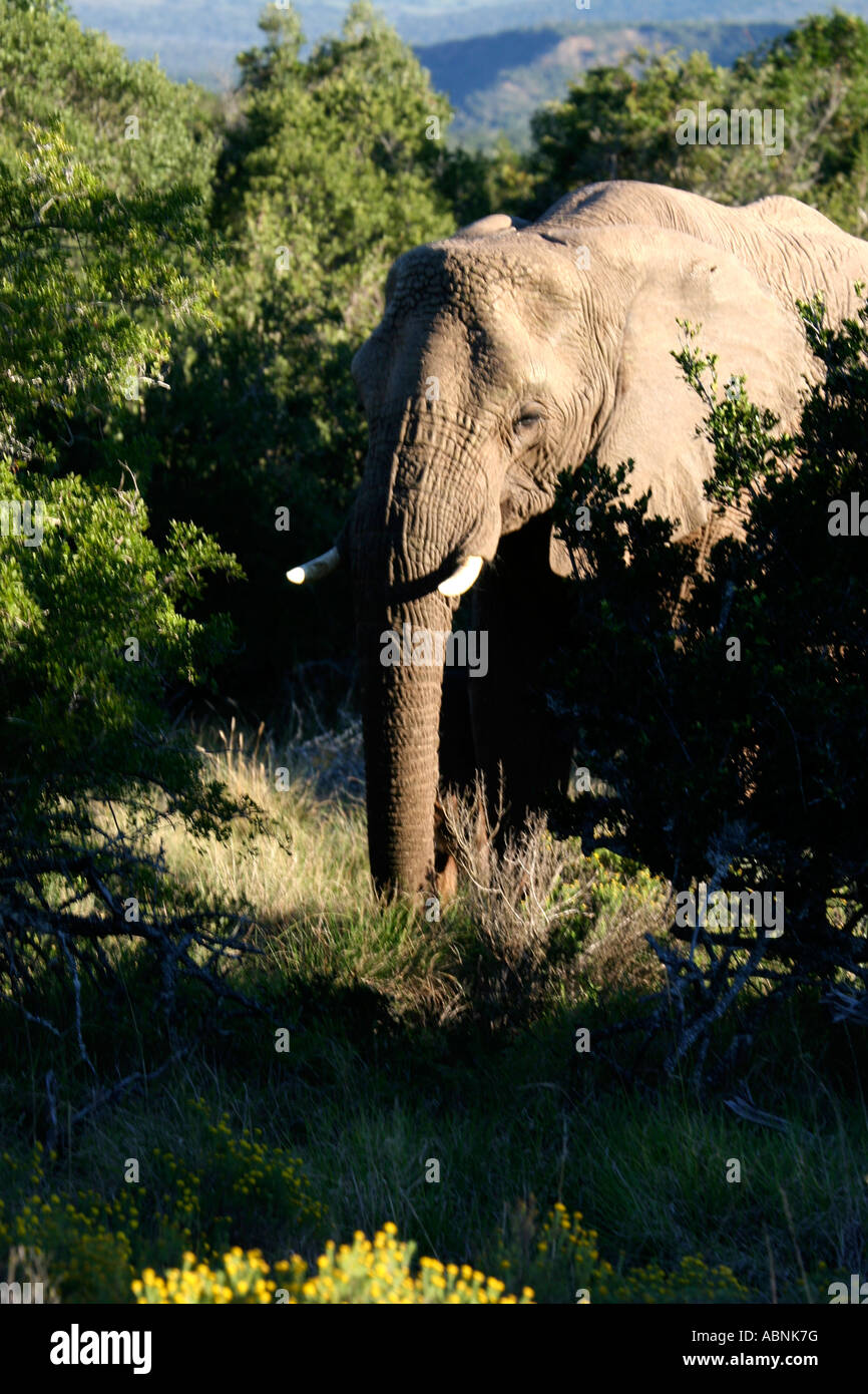 African Elephant, Loxodonta africana, feeding on leaves, Cape, S. Africa Stock Photo