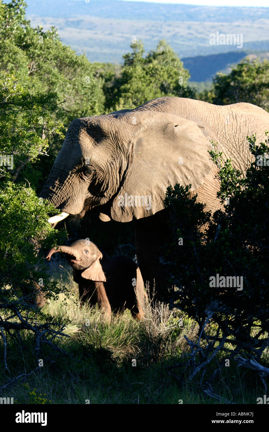 African Elephant, Loxodonta africana, feeding on leaves, Cape, S. Africa Stock Photo