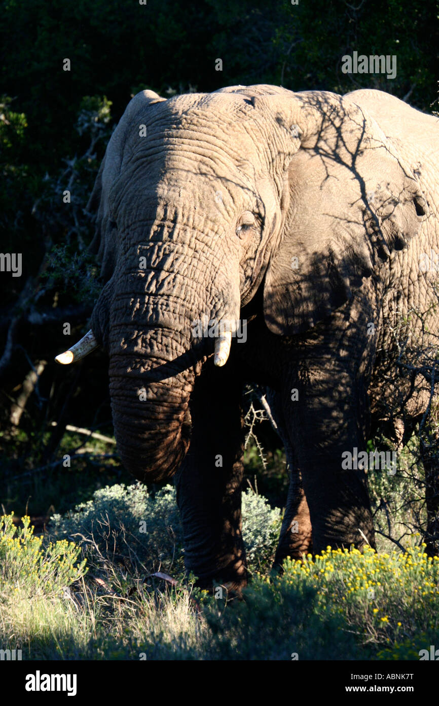 African Elephant, Loxodonta africana, moving branches, Cape, S. Africa Stock Photo