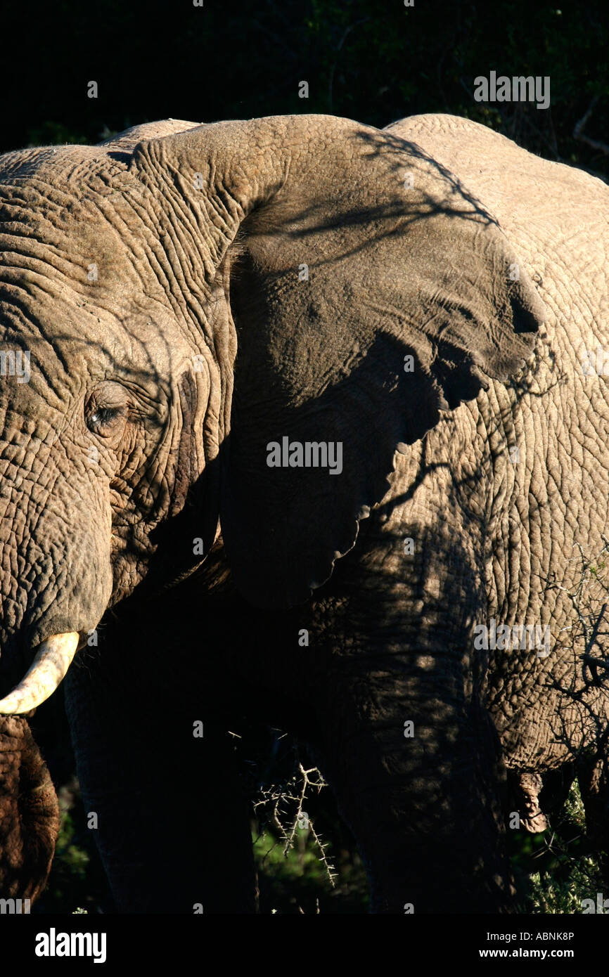 African Elephant, Loxodonta africana, close up of face, Cape, S. Africa Stock Photo