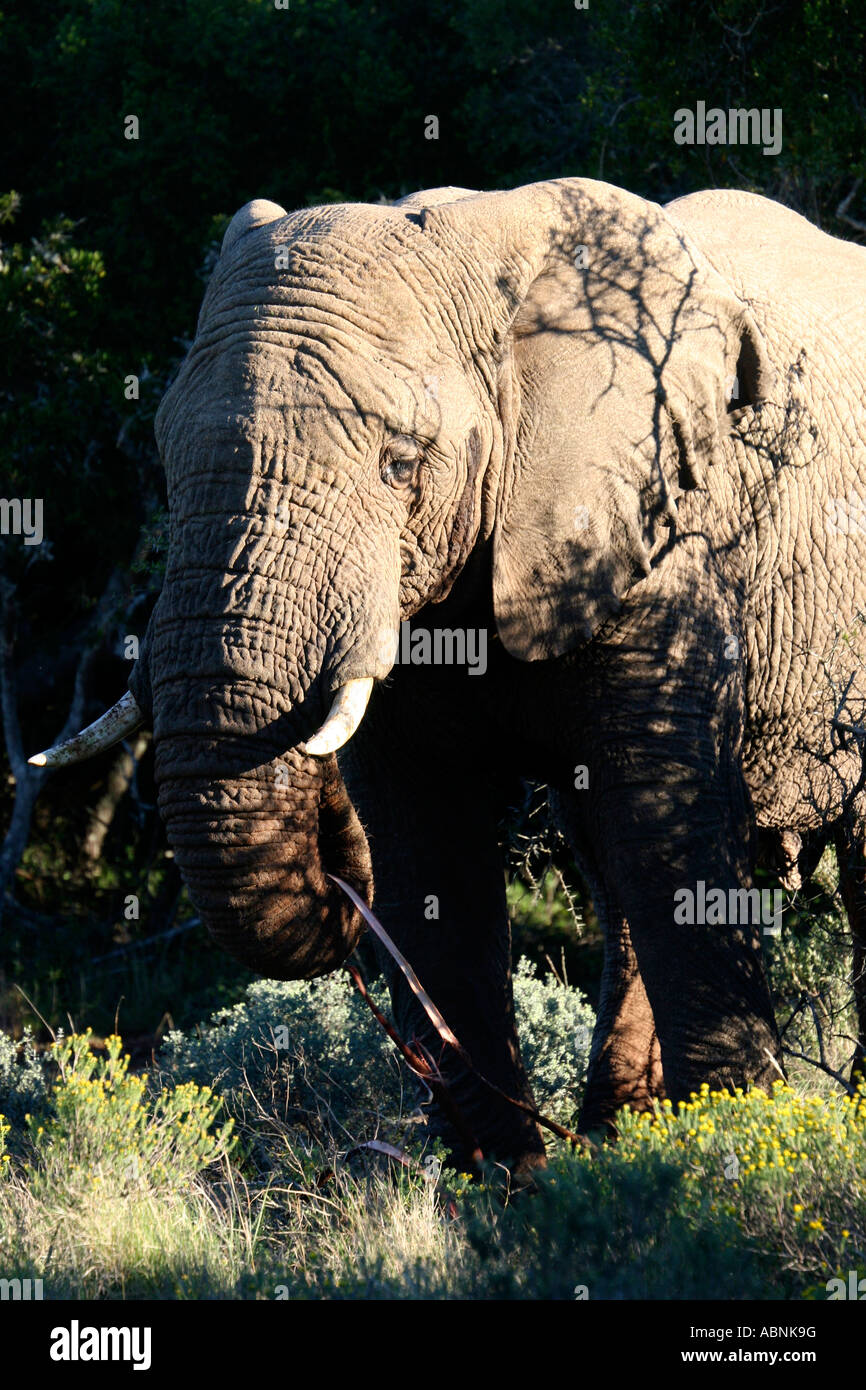 African Elephant, Loxodonta africana, lifting branches, Cape, S. Africa Stock Photo