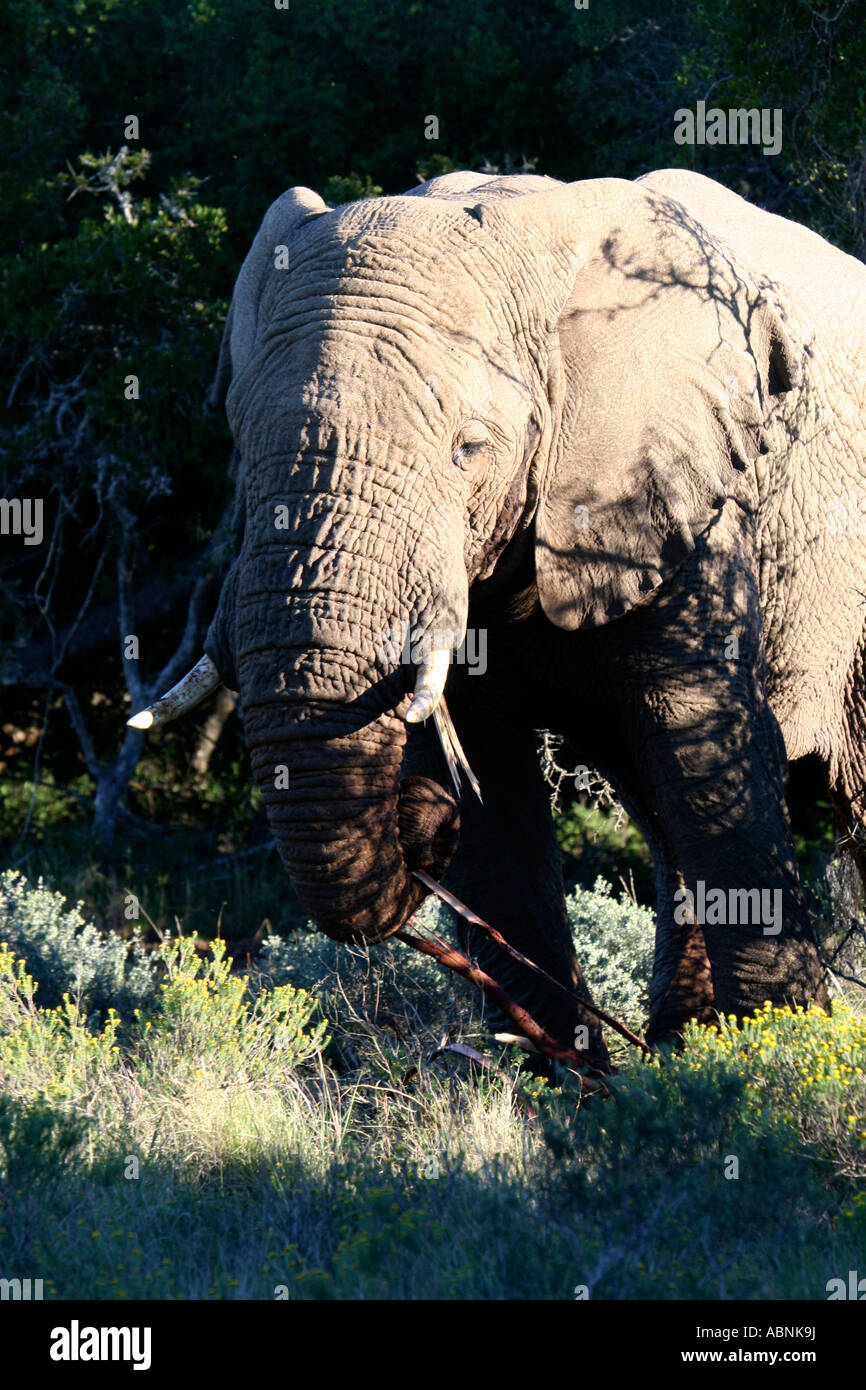 African Elephant, Loxodonta africana, lifting branches with trunk, Cape, S. Africa Stock Photo