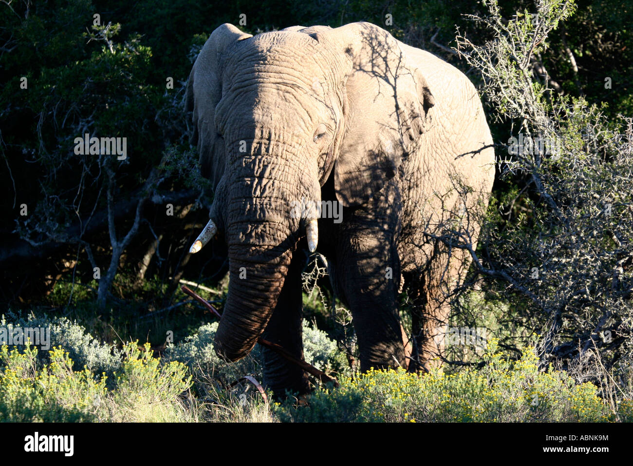 African Elephant, Loxodonta africana, close up Cape, S. Africa Stock Photo