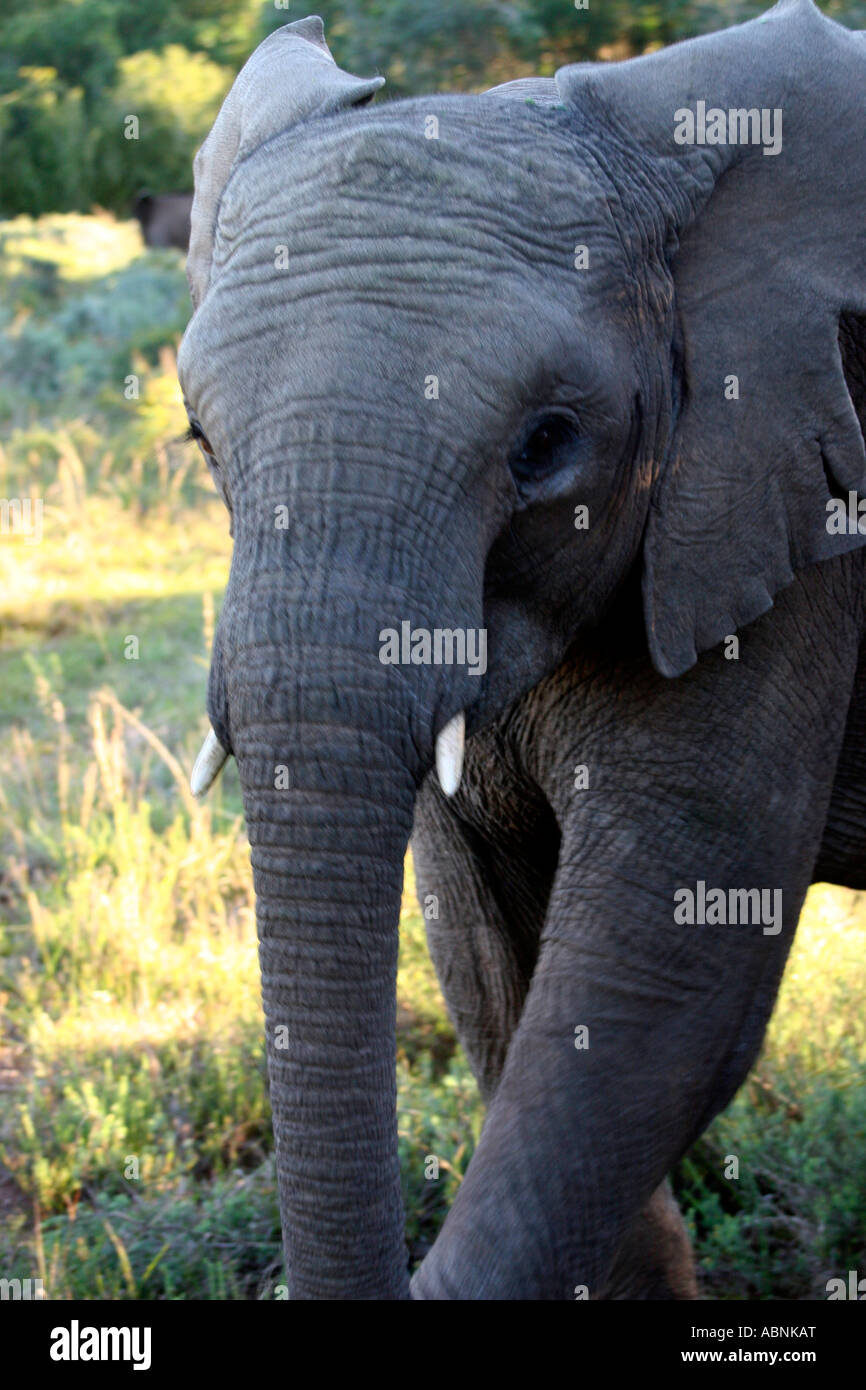 African Elephant, Loxodonta africana, close up of head, Cape, S. Africa Stock Photo