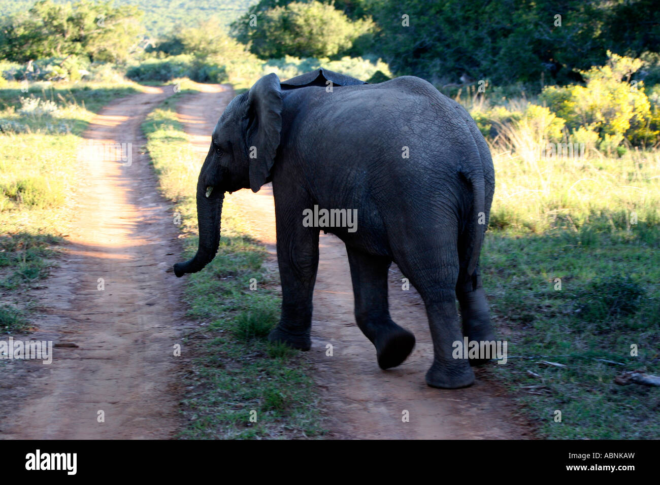 African Elephant, Loxodonta africana, youngster crossing road, Cape, S. Africa Stock Photo