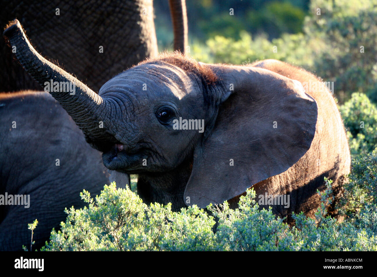 African Elephant, Loxodonta africana, trumpeting calf, Cape, S. Africa Stock Photo