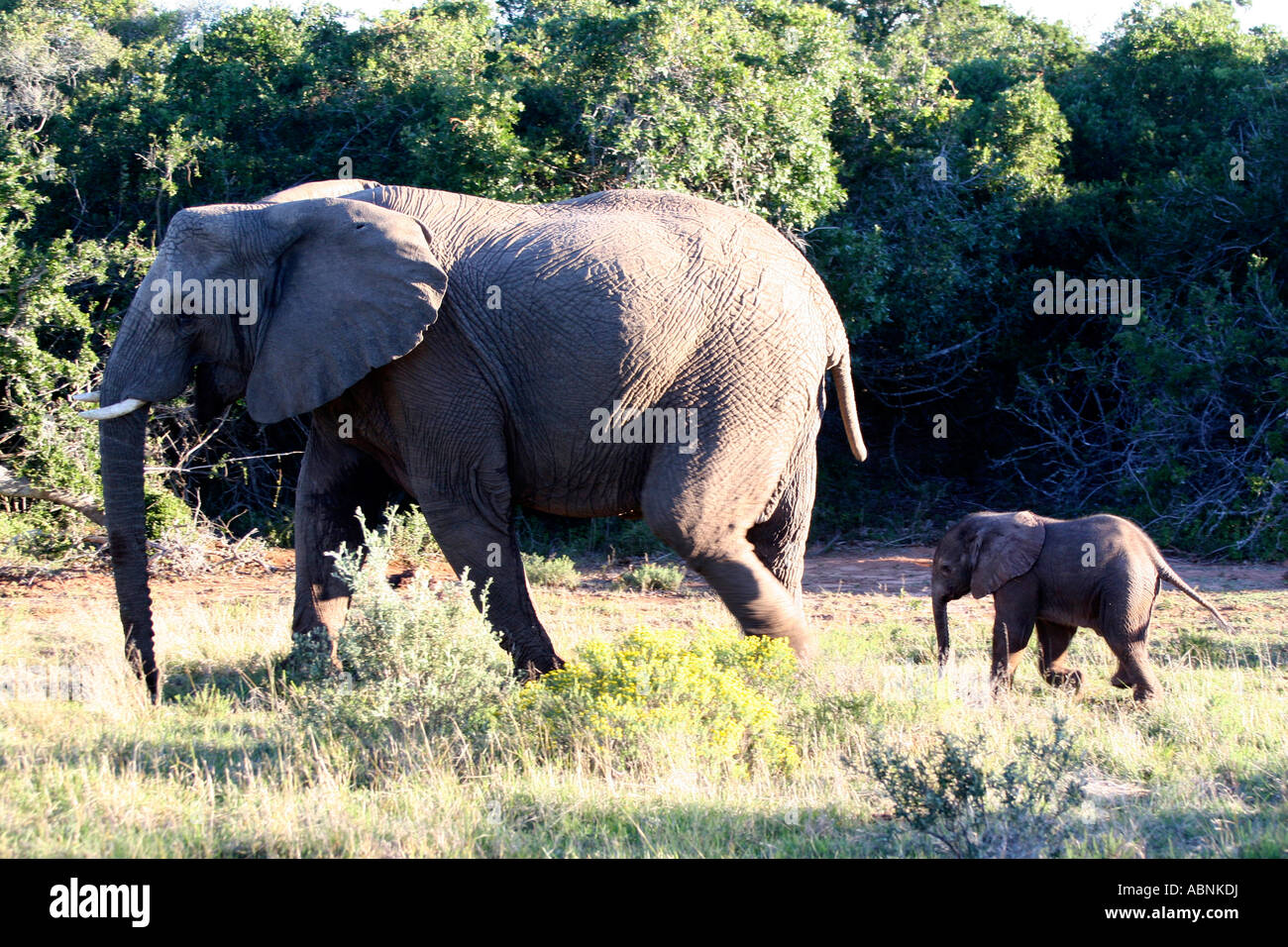 African Elephant, Loxodonta africana, calf following mother, Cape, S. Africa Stock Photo
