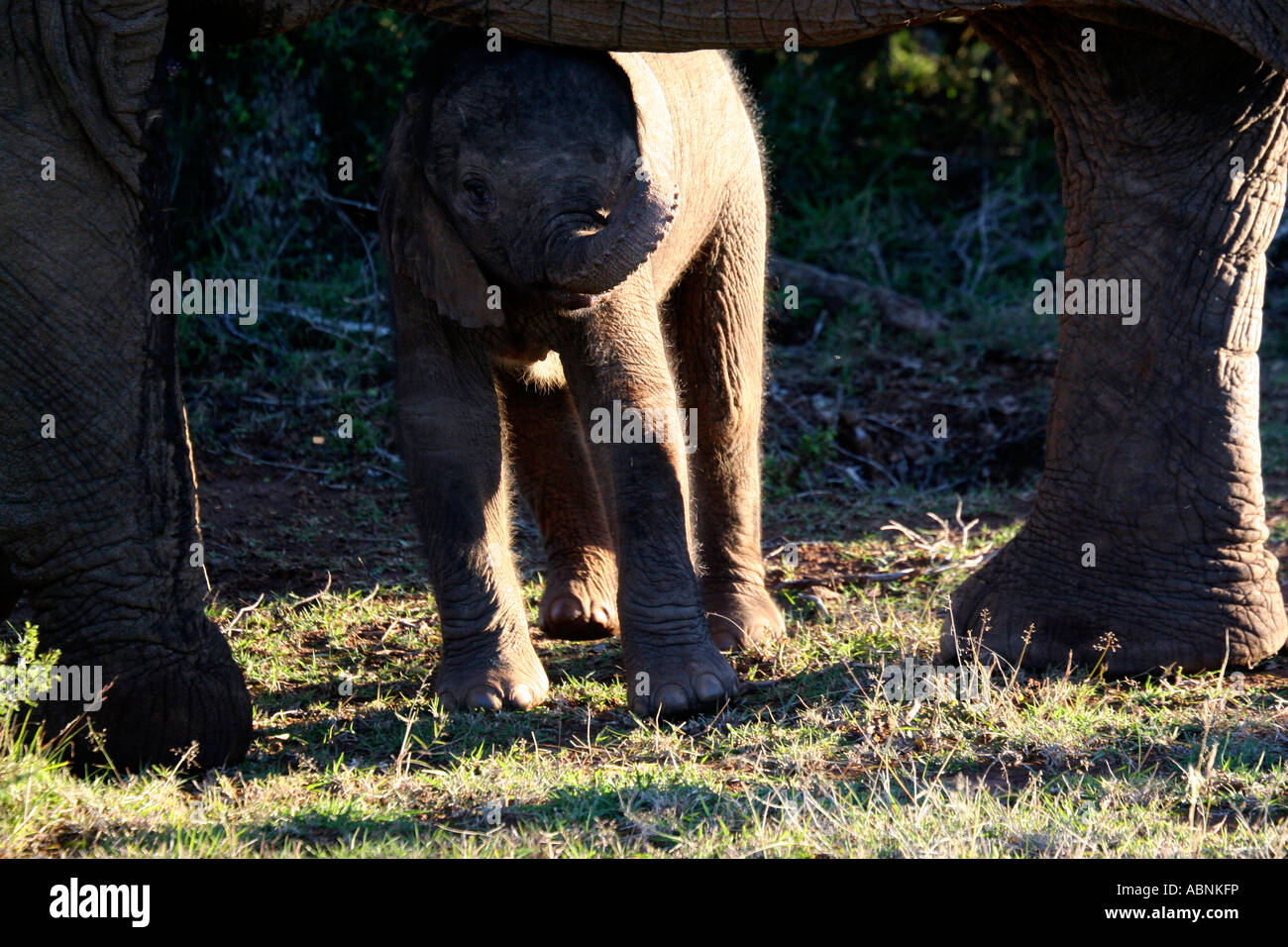 African Elephant, Loxodonta africana, calf hiding beneath mother, Cape, S. Africa Stock Photo