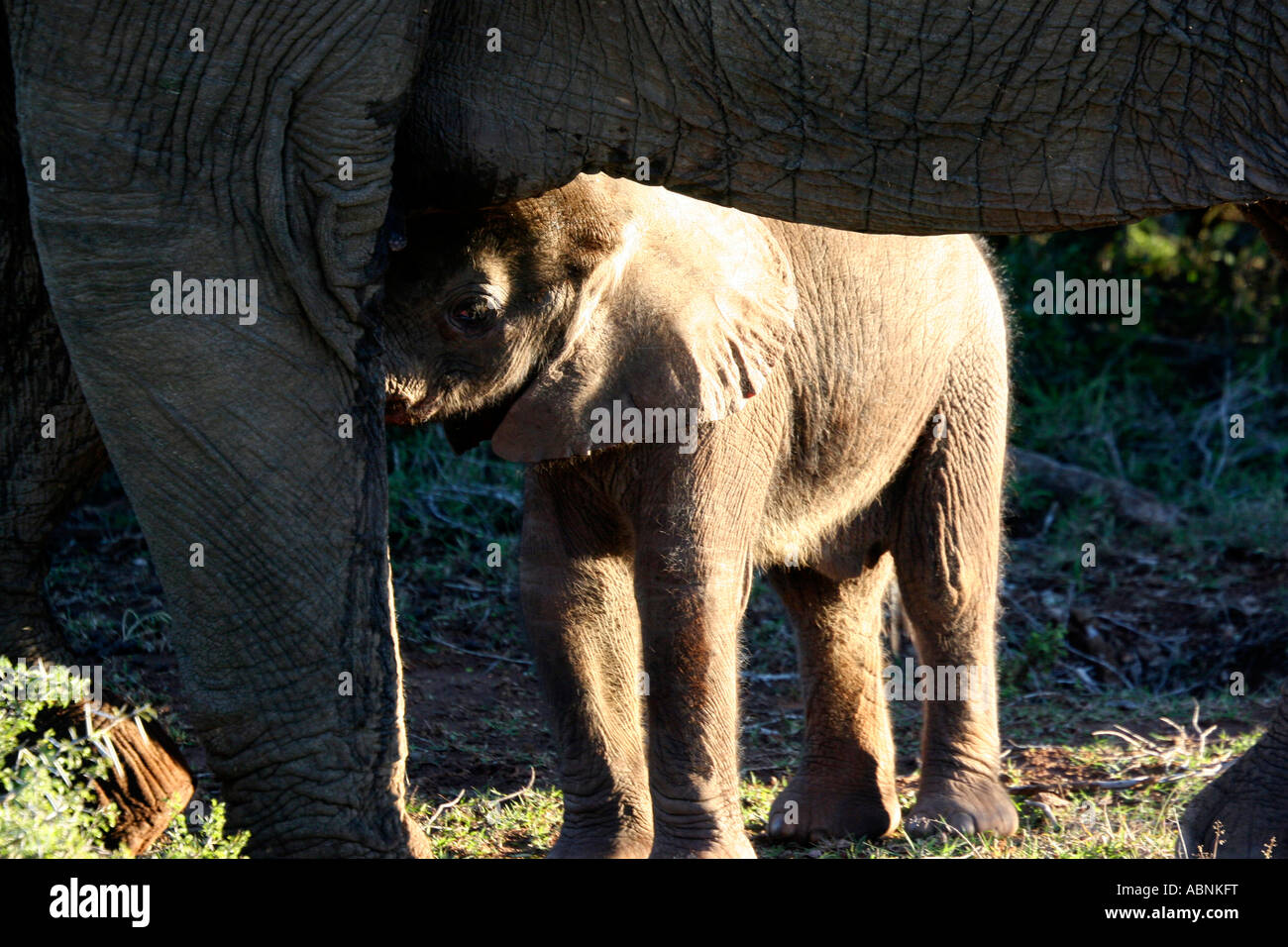 African Elephant, Loxodonta africana, calf hiding beneath mother, Cape, S. Africa Stock Photo