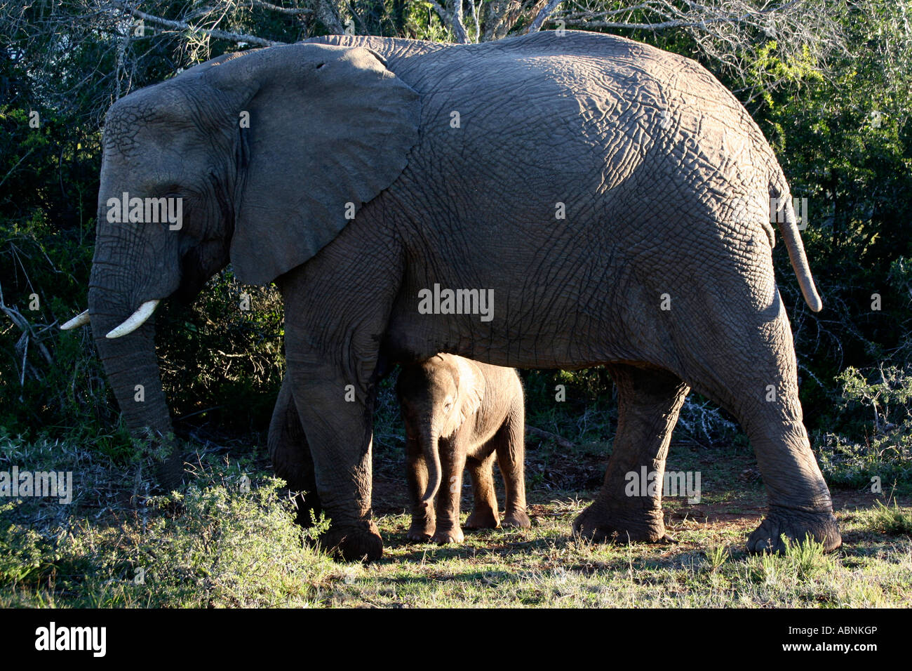 African Elephant, Loxodonta africana, hiding beneath mother, Cape, S. Africa Stock Photo