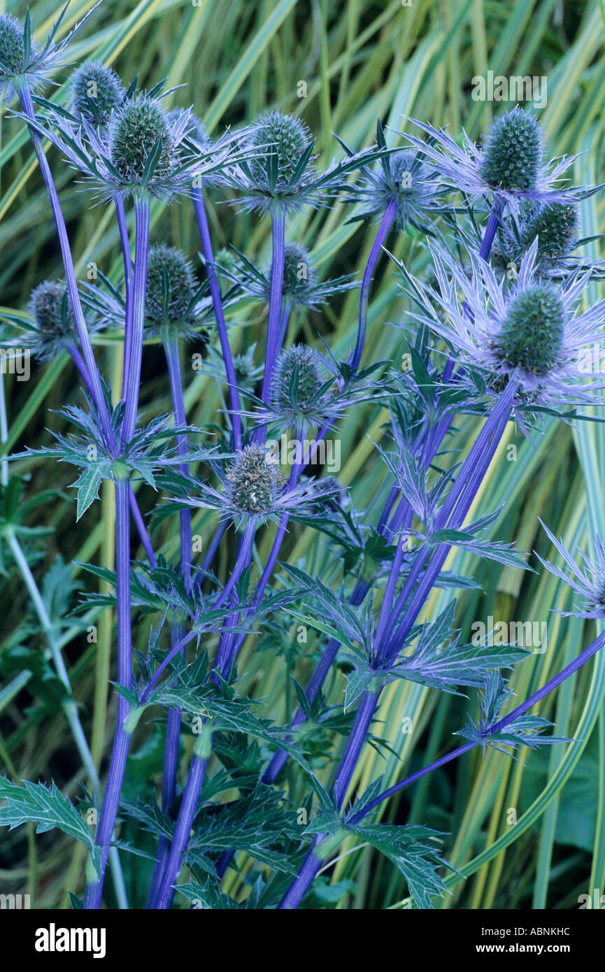 Eryngium 'Jos Eijking' Stock Photo Alamy