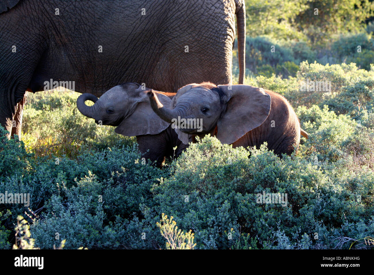 African Elephant, Loxodonta africana, calves trumpting and trunk curling, Cape, S. Africa Stock Photo