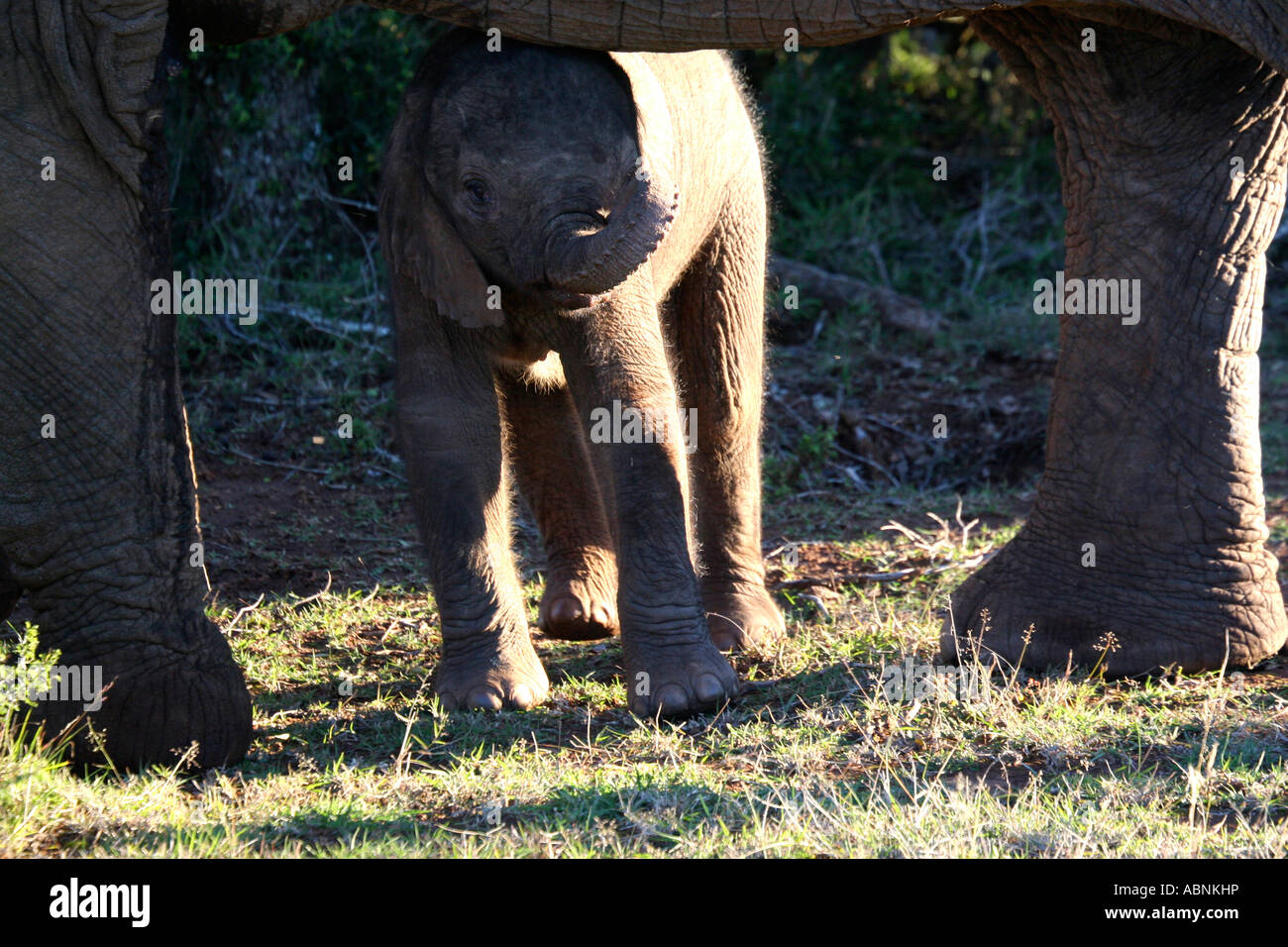 African Elephant, Loxodonta africana, calf hiding beneath mother, Cape, S. Africa, Stock Photo