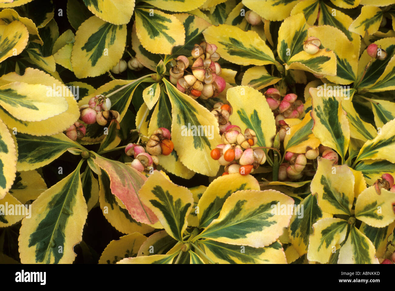 Euonymus fortunei Emerald n Gold berries fruits Autumn Stock Photo