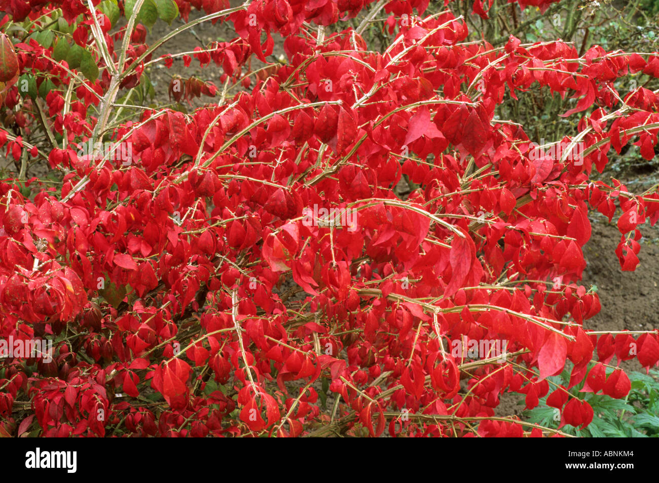 Euonymus hamiltonianus, red autumn foliage leaf leaves Stock Photo