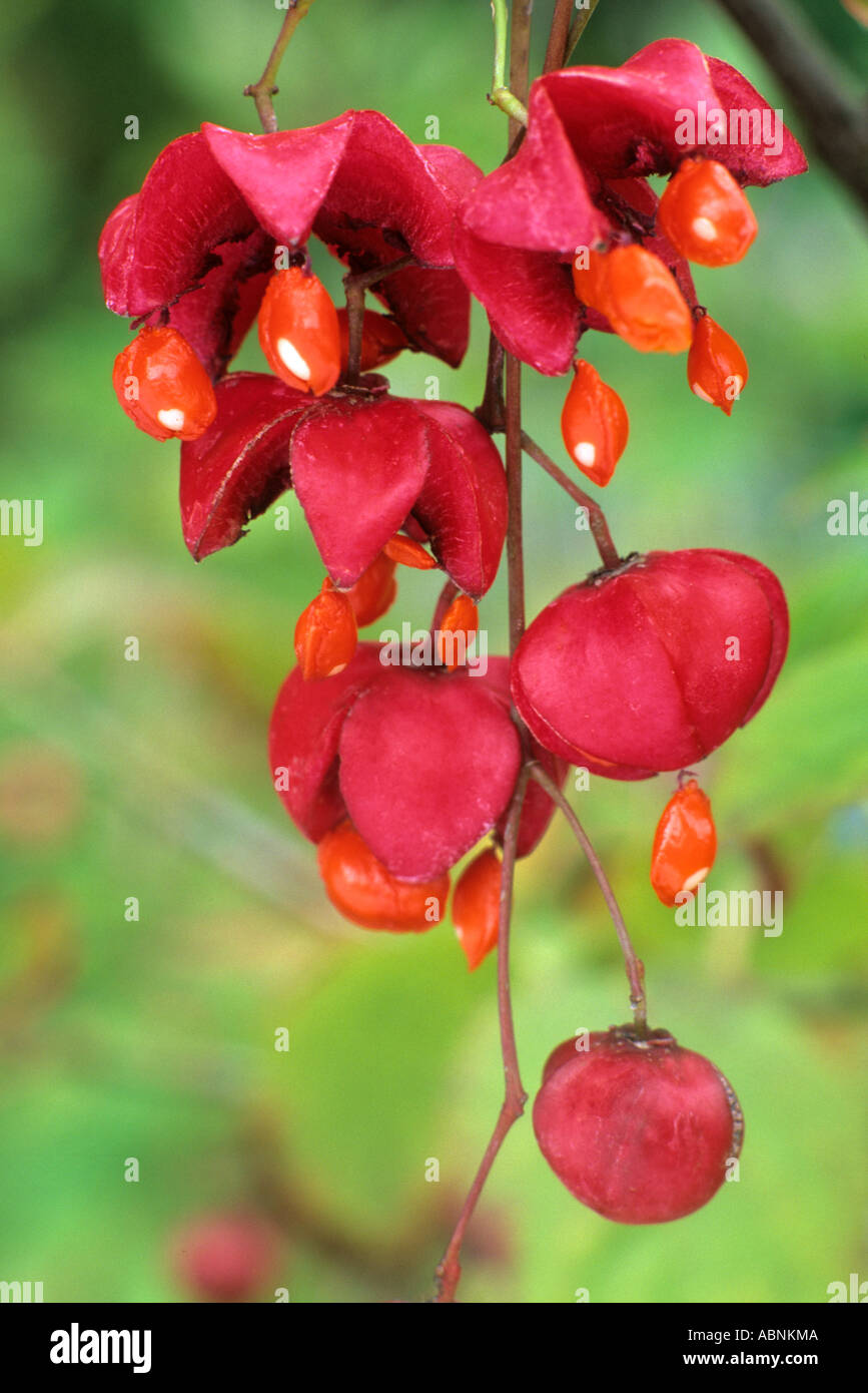 Euonymus planipes, red flower flowers, berry, berries, fruit, fruits Stock Photo