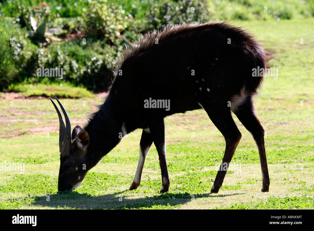 Bushbuck, Tragelaphus scriptus, Cape, S. Africa Stock Photo - Alamy
