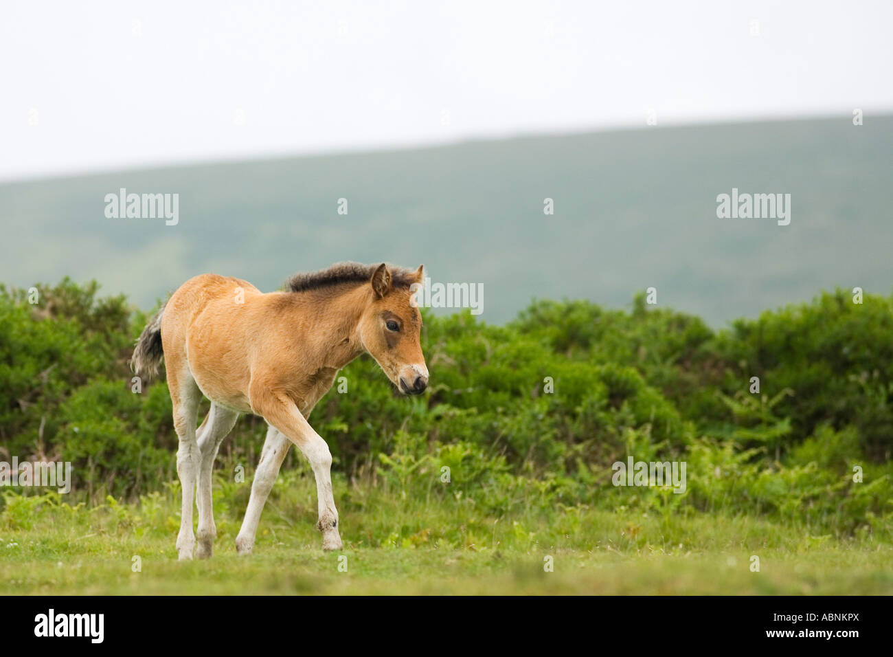 Dartmoor wild pony foal in spring Devon South West England UK United