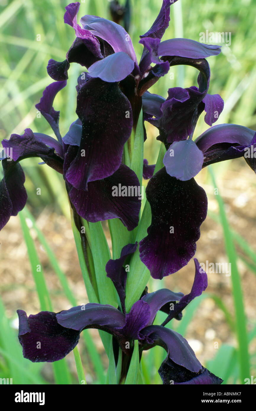 Iris chrysographes 'Kew Black' Stock Photo Alamy
