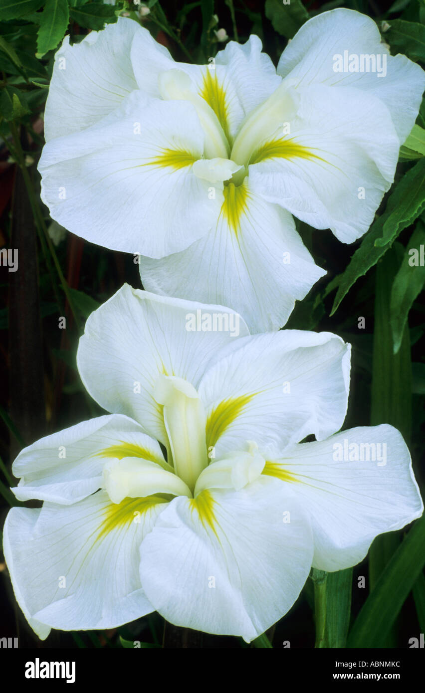 Iris ensata 'Moonlight Waves' Stock Photo