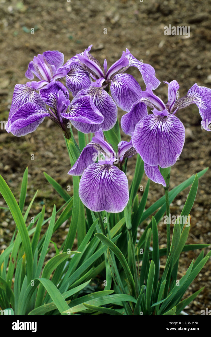 Iris setosa, purple blue flower irises Stock Photo