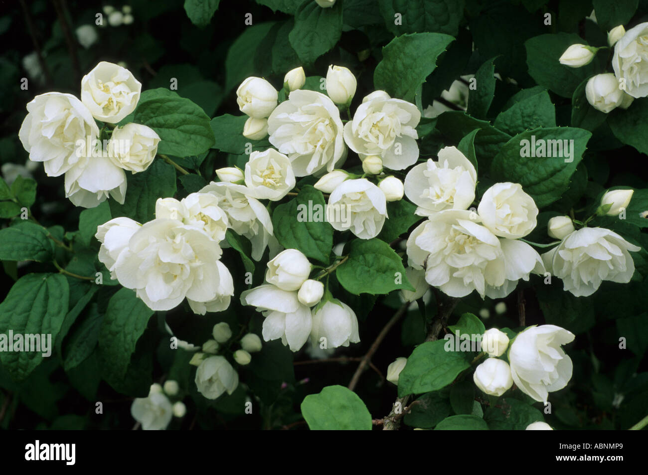 Philadelphus Virginal Hi res Stock Photography And Images Alamy philadelphus-virginal-hi-res-stock-photography-and-images-alamy