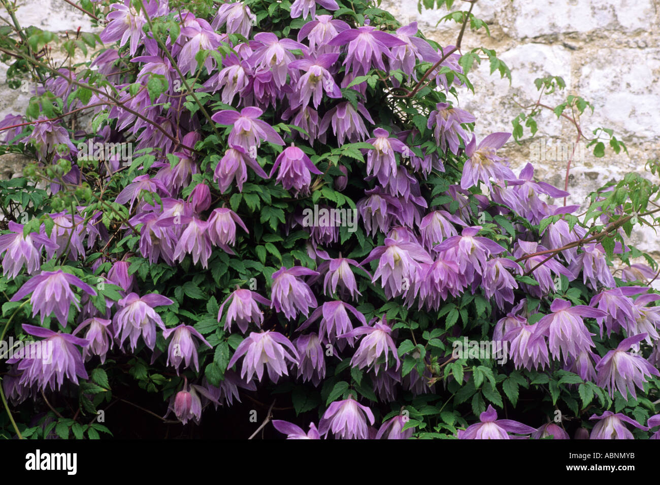 Clematis macropetala, white brick wall, purple flower, climbing plant plants climber climbers Stock Photo