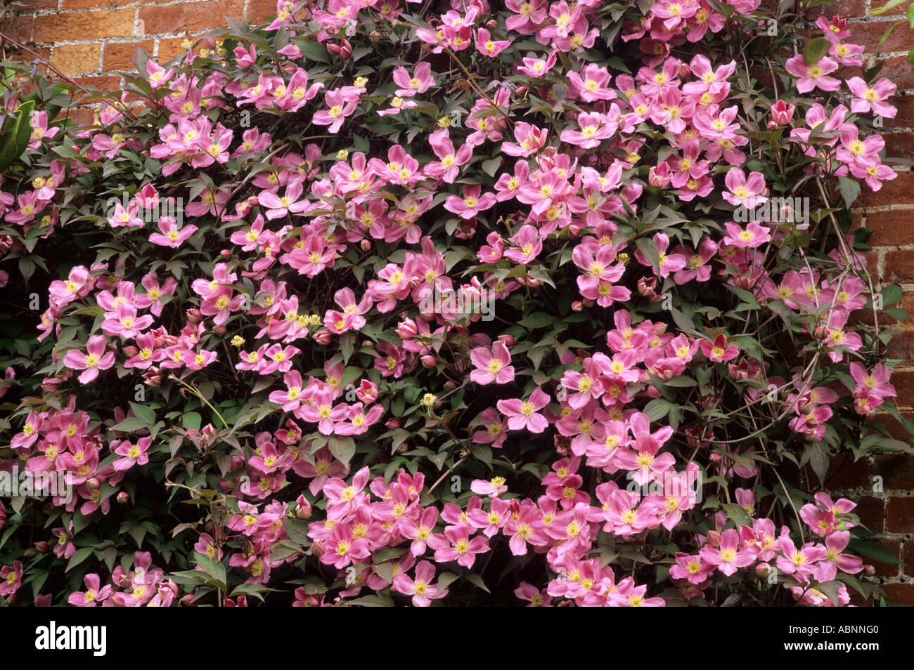 Clematis montana rubens Tetrarose brick wall Stock Photo