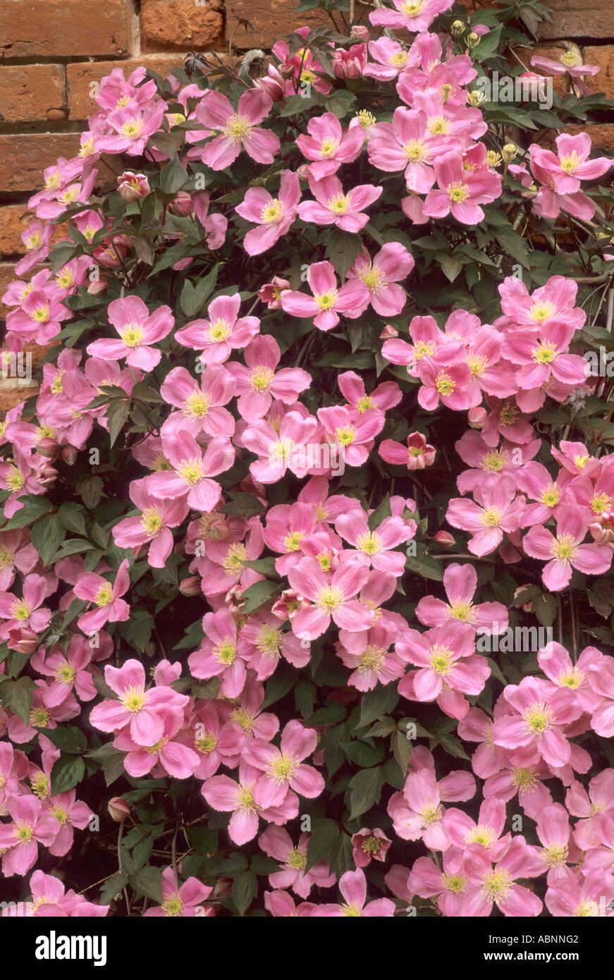 Clematis montana rubens 'Tetrarose', brick wall, pink flower Stock