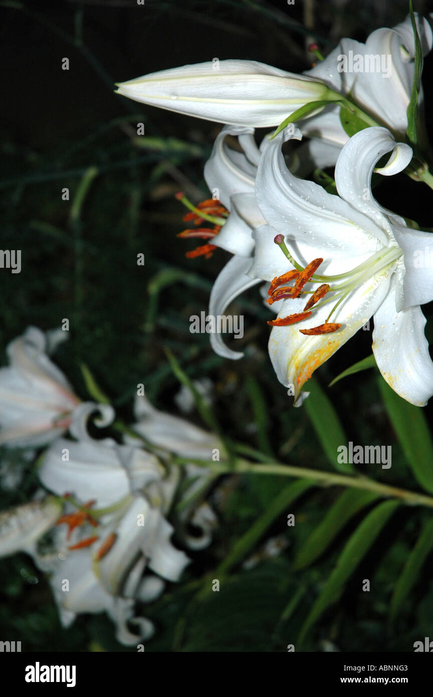 Night lily hires stock photography and images Alamy