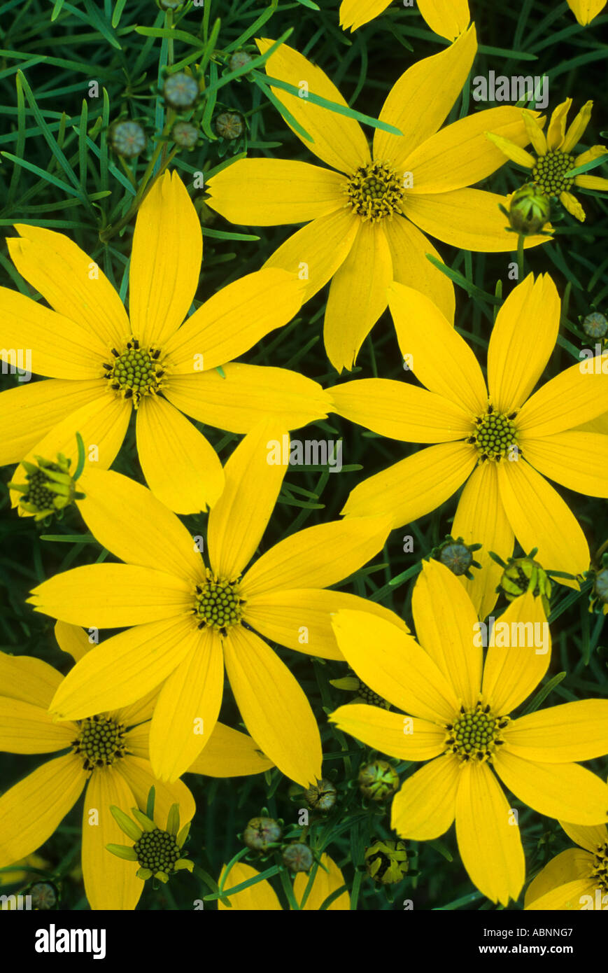 Coreopsis verticillata Golden Gain Stock Photo