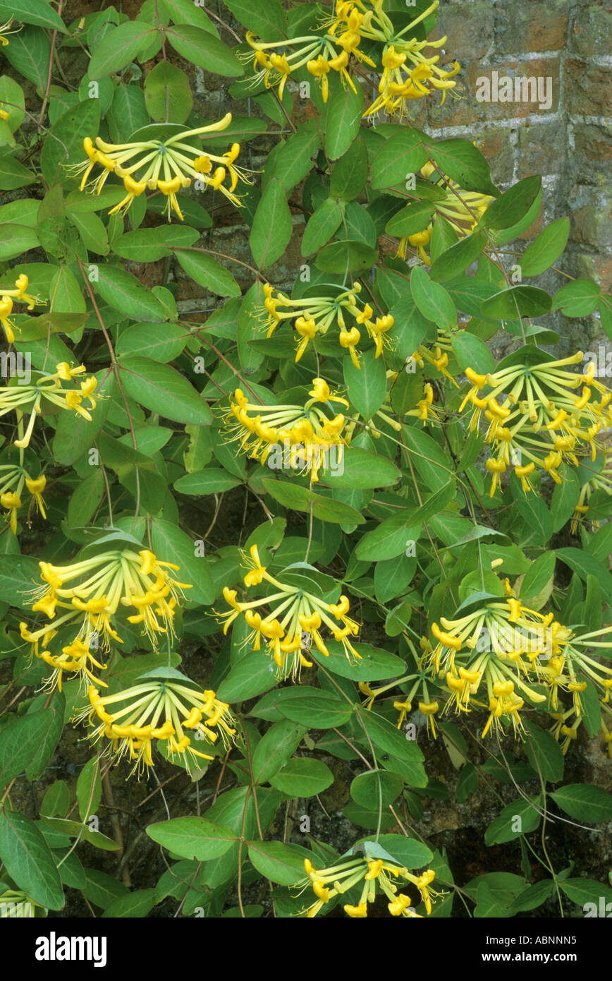 Lonicera tragophylla, brick wall, yellow flowers, honeysuckle, fragrant garden plant, climber honeysuckles Stock Photo
