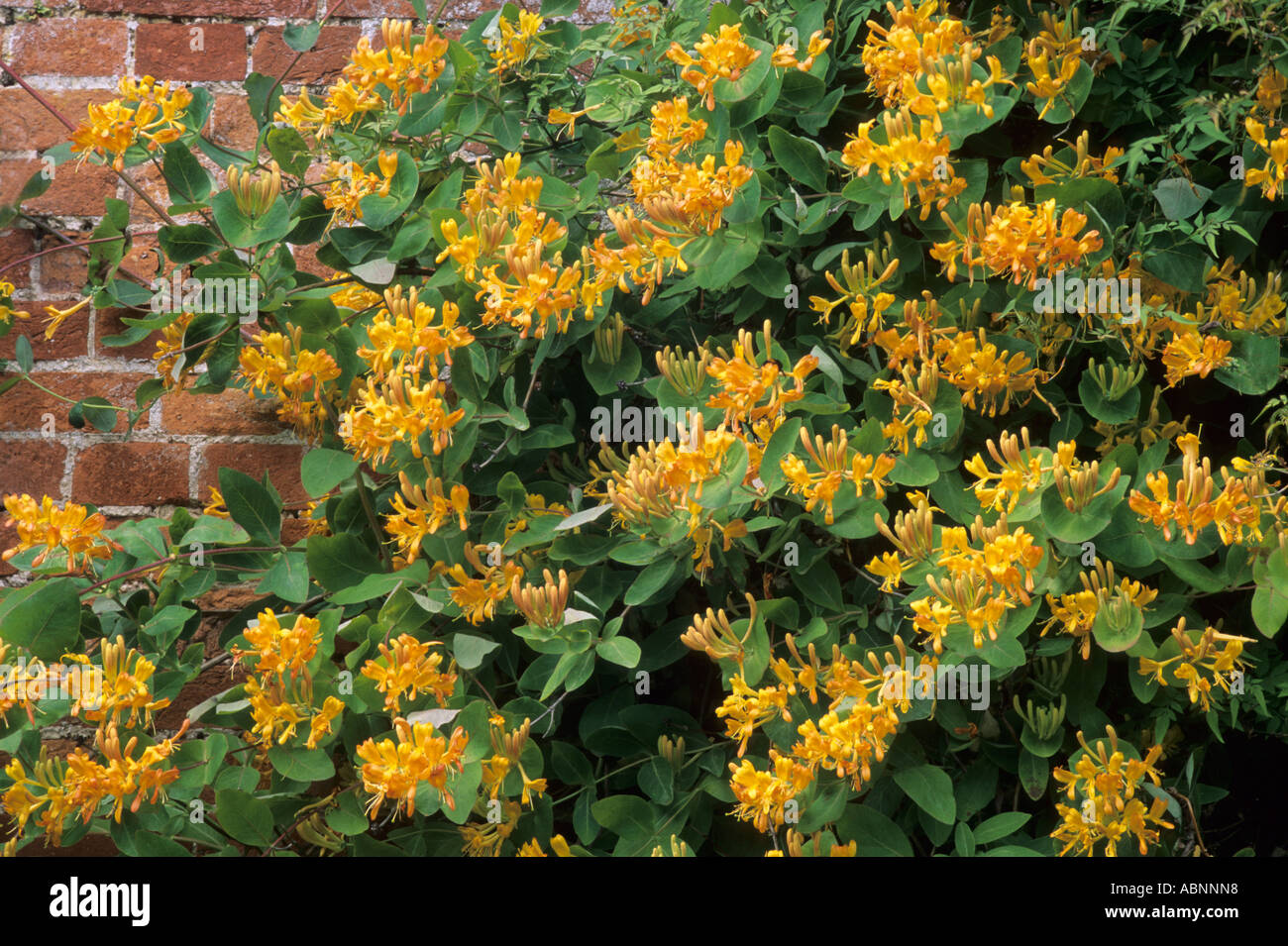 Lonicera x tellmanniana, brick wall, orange flowers, honeysuckle, fragrant garden plant honeysuckles Stock Photo