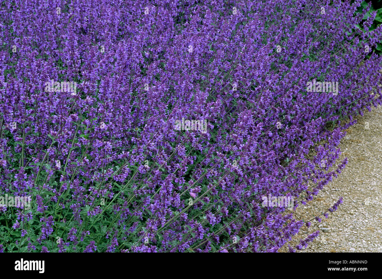 Nepeta racemosa 'Walker's Low', overhanging path, Catmint, blue flower, garden plant, aromatic nepetas Stock Photo