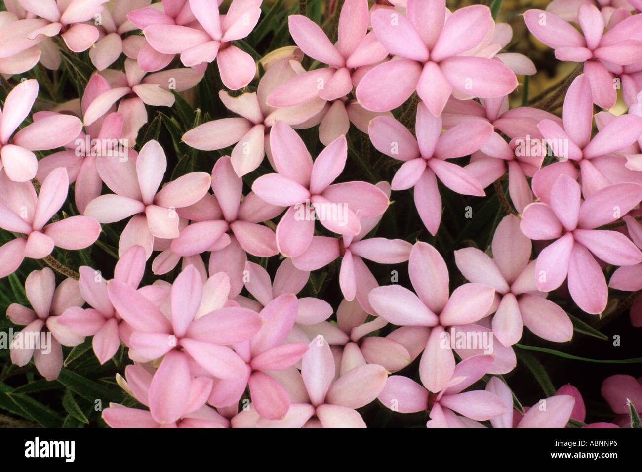 Rhodohypoxis baurii 'Apple Blossom' Stock Photo