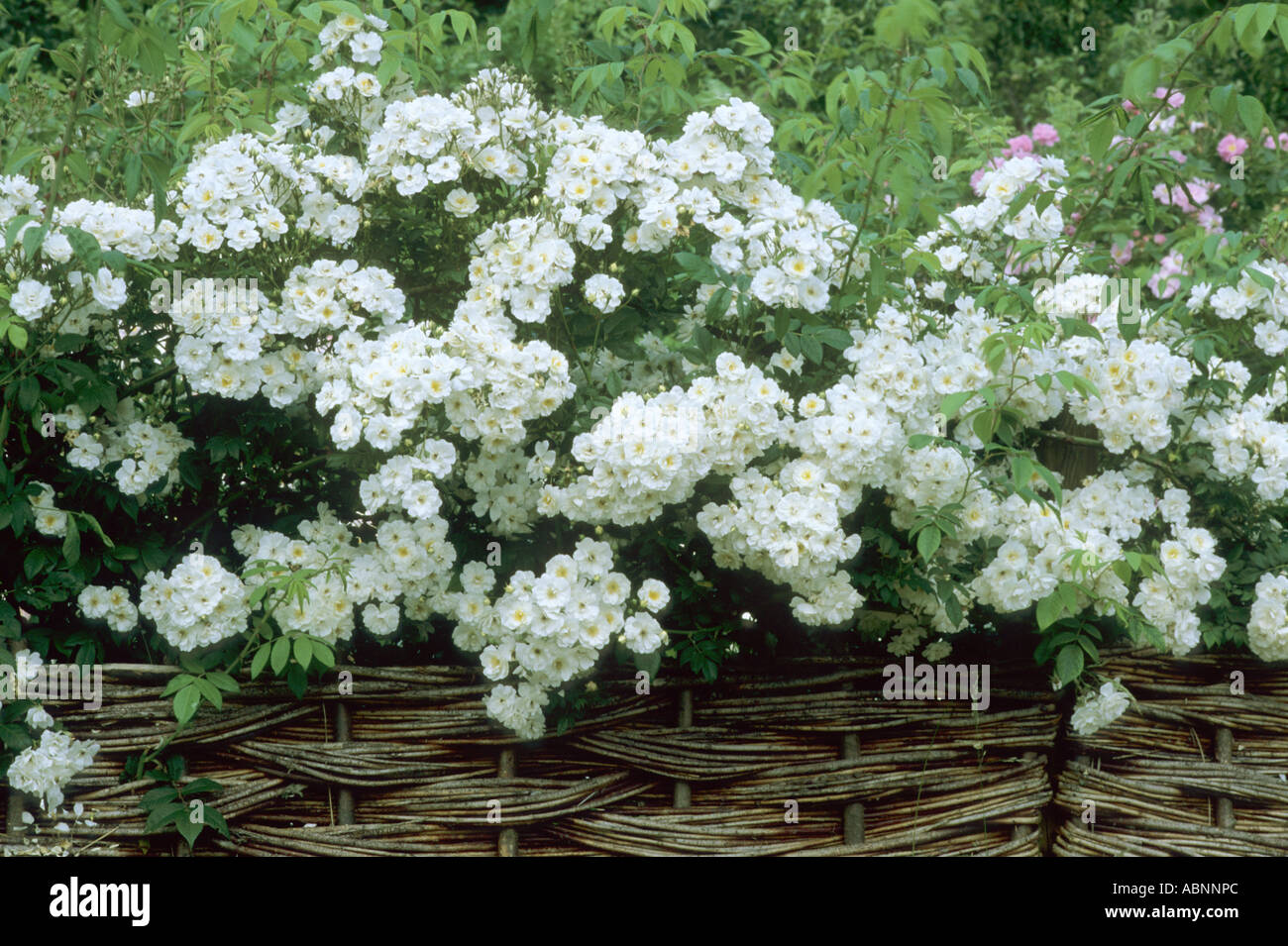 Rumbling Rector Róza Rosa 'Rambling Rector', Wattle Fencing Stock Photo - Alamy